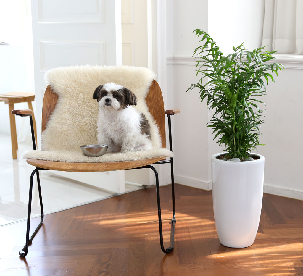 면역력을 길러주는 식물 베스트 - 테이블야자(중)