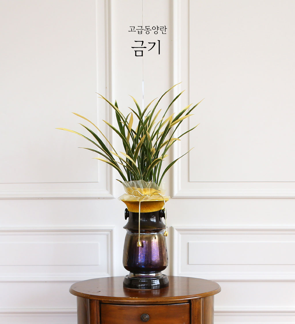 금기는 여름에 예쁜 꽃을 피우는 여름동양란입니다