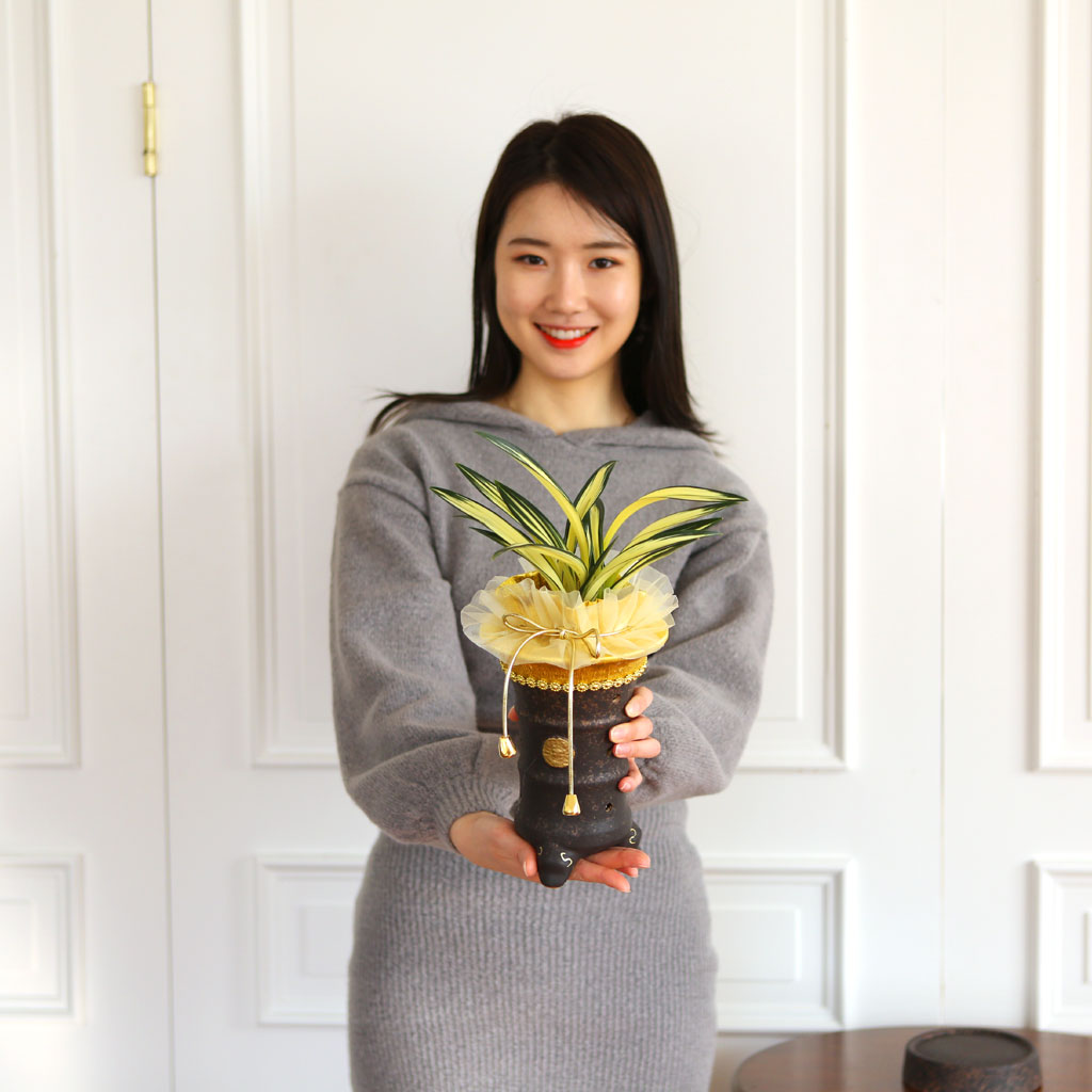 달마중투 라고 붙여진 이름은
엽의 끝 부분이 동글 동글해서 달마대사의 머리를 닮았다고 하여
달마라고 이름 붙여 졌으며
엽의 가운데 부분에 무늬가 선명하다고 하여 중투라 하였습니다
