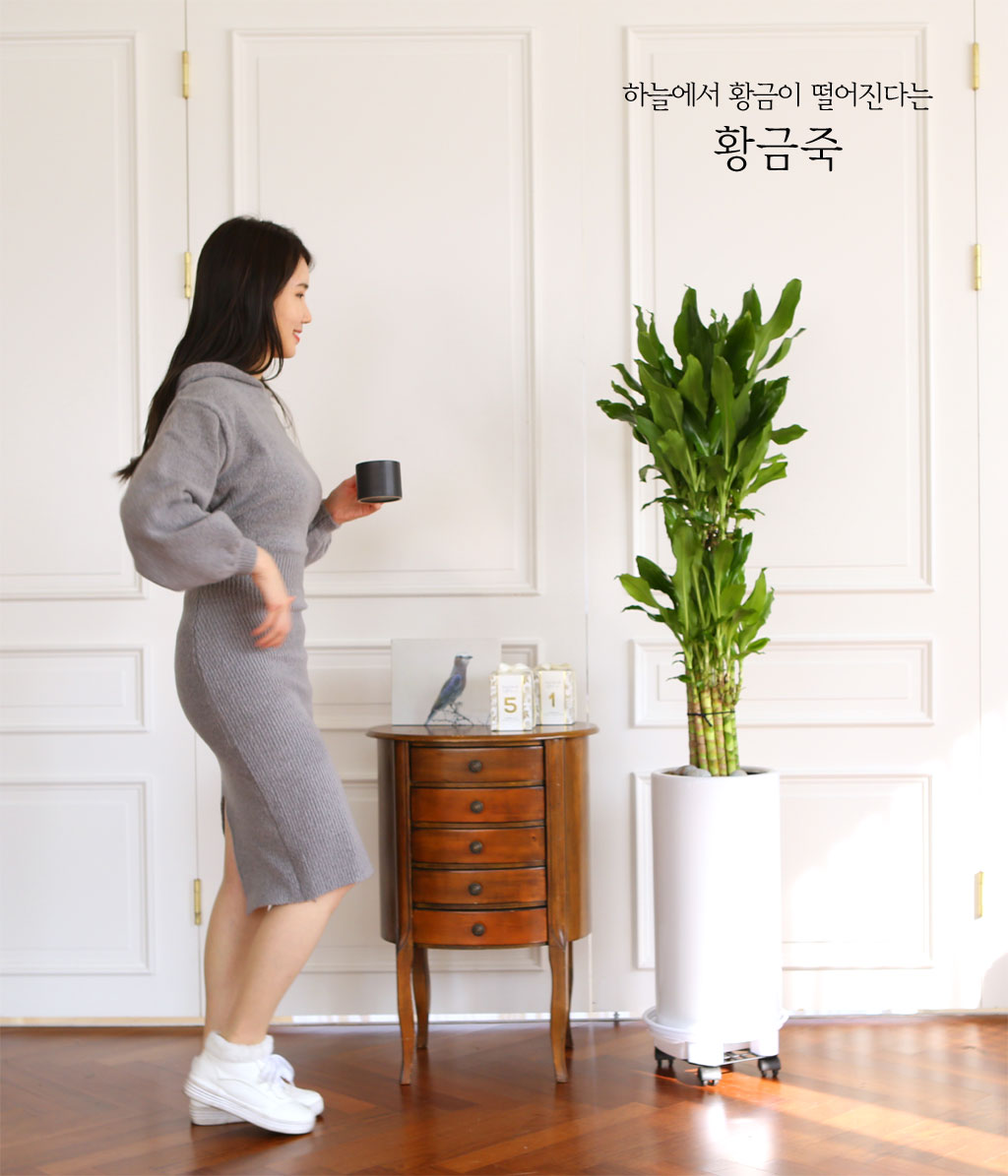 키우면 하늘에서 황금이 떨어진다는 황금죽입니다