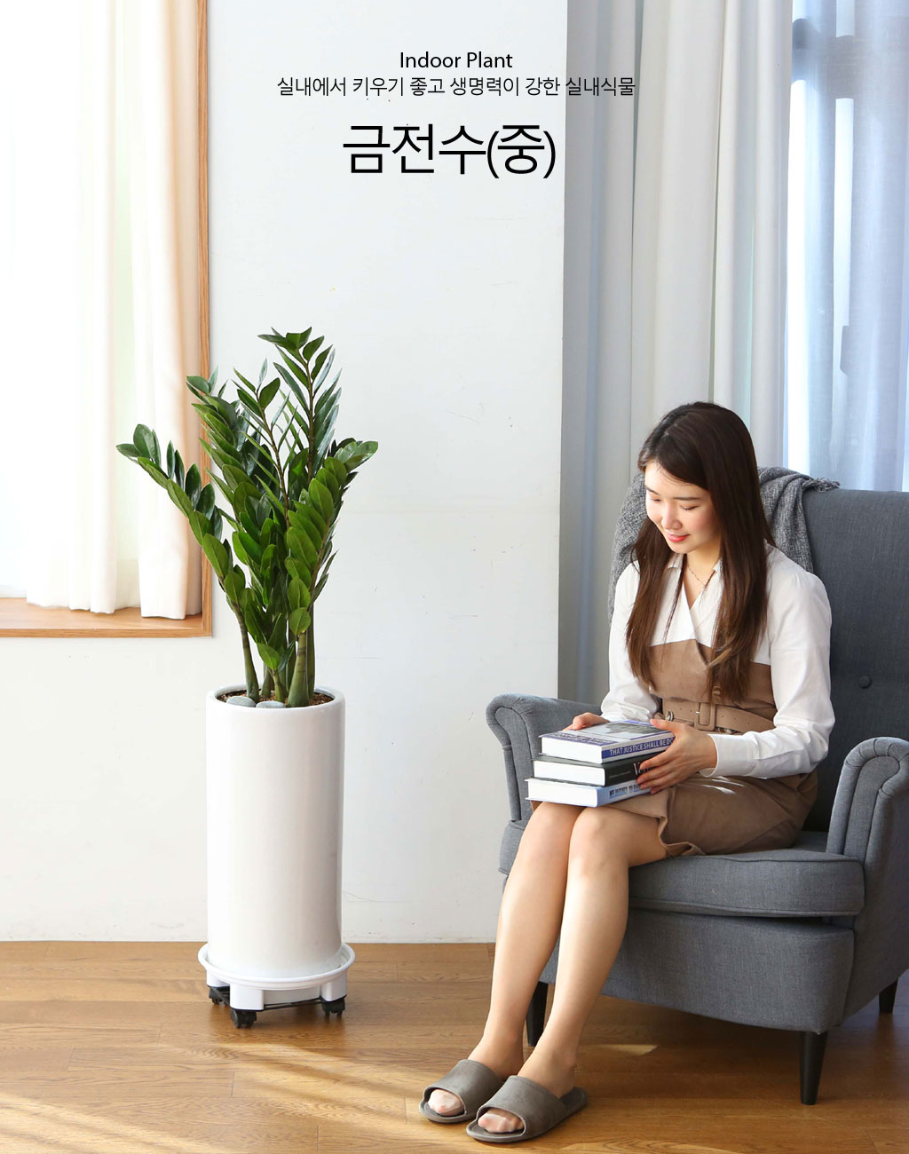 실내에서 키우기 좋고 생명력 강한 식물 - 금전수(중)