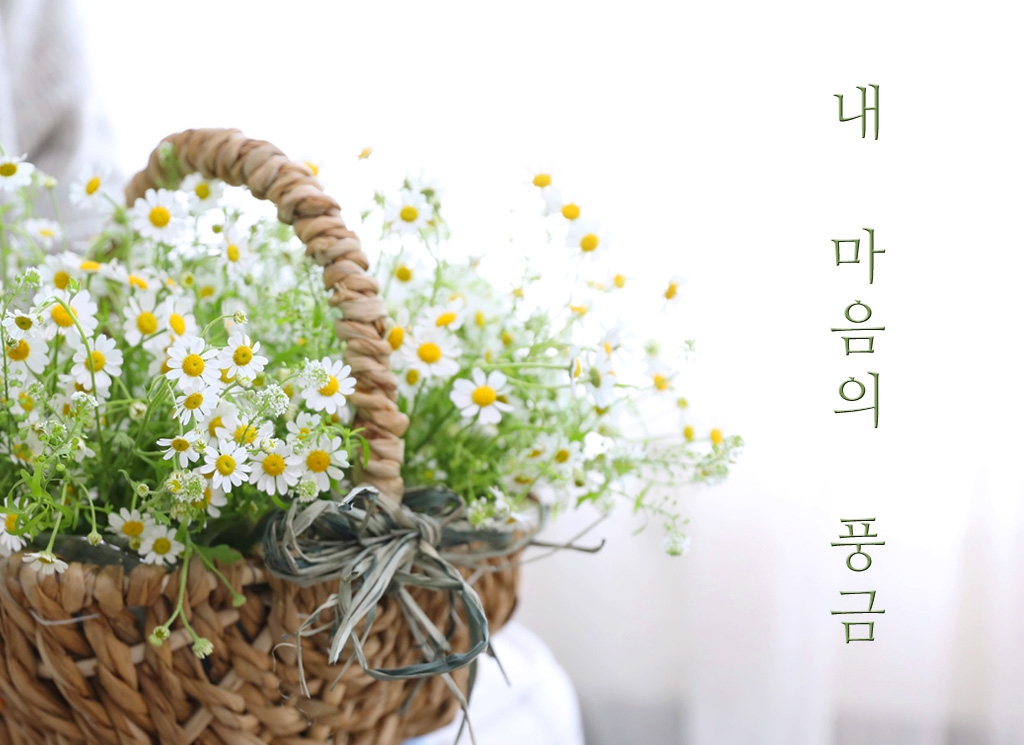 '내 마음의 풍금' 은 마트리카리아와 냉이초로 제작한 유러피안 스타일의 꽃바구니예요.
내 마음 깊은 곳의 향수를 자극하는 '내 마음의 풍금'
불어오는 바람에 사과향을 싣고 올 것 같아요.