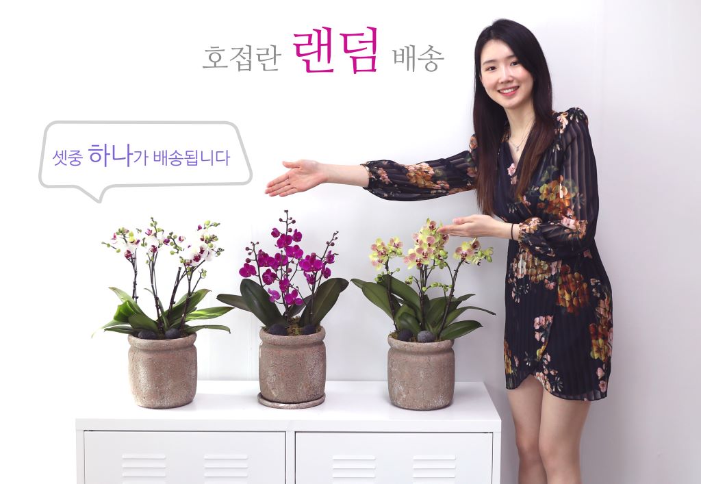 화려하고 아름다운 핑크, 순수하고 고고한 아름다움의 화이트, 생기 있고 발랄한 느낌의 노랑.
어떤 것을 사야 할까 하는 고민을 덜어드리고자, 랜덤 배송 이벤트를 준비했습니다.