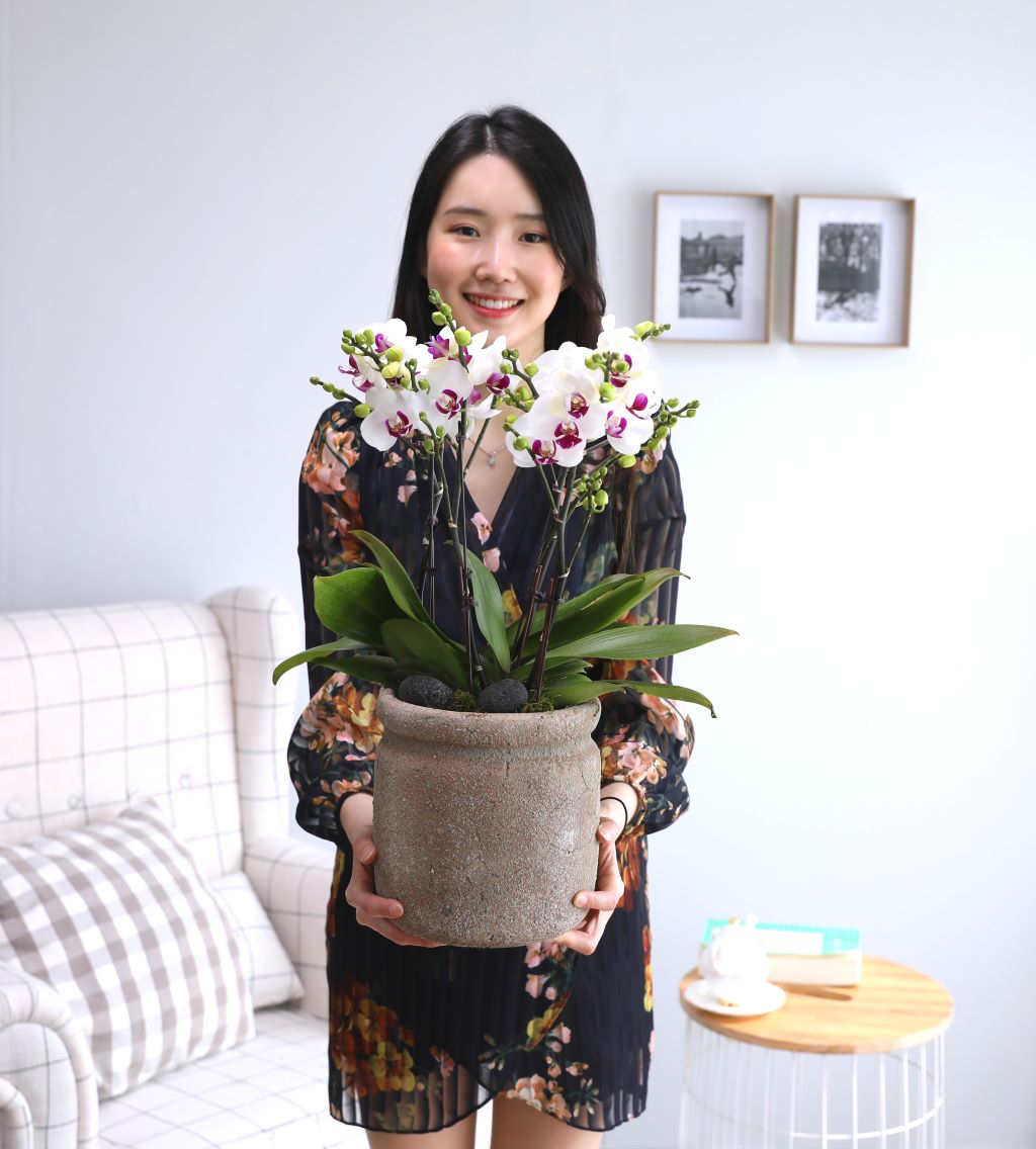 '호접란 랜덤 배송(중)' 상품은 빈티지하고 거친 질감의 멋스러운 토분과 나비를 닮은 꽃이 너무나도 잘 어울리는 상품입니다.