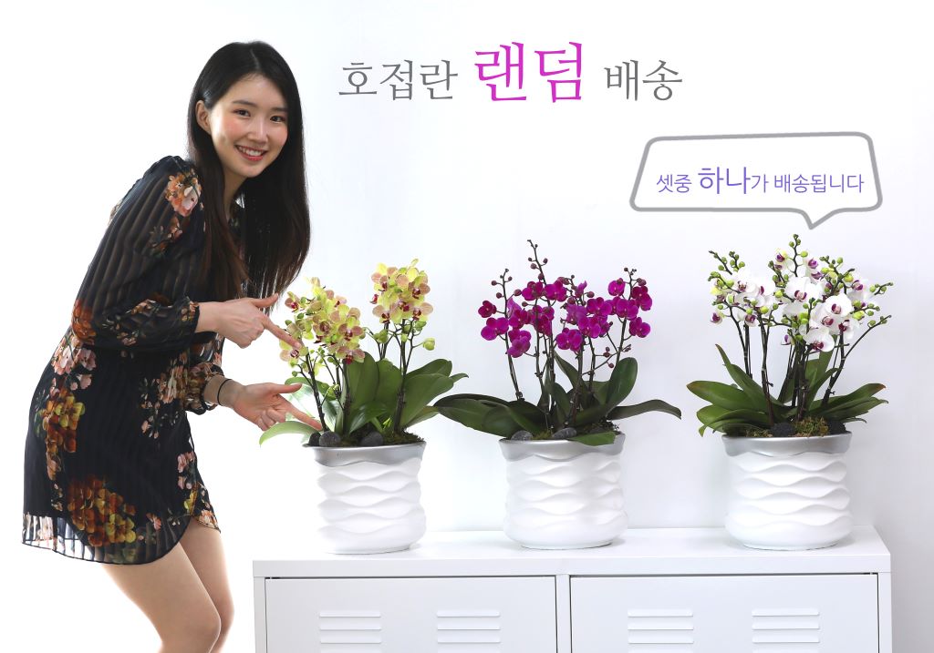 호접란은 꽃배달 중에서도 아주 용도가 다양합니다.
어버이날 부모님 선물, 부모님 생신 선물, 회갑, 고희 등 선물이나 장식,결혼식 난장식, 개업축하선물, 창립기념일 장식 또는 선물, 승진, 영전 선물 등 가장 용도가 많으며 꽃이 화려하고 수명도 오래가기 때문에 서양란을 찾는 분이 많습니다.
어버이날을 맞이하여 빠른 배송으로 상품을 보내드리고자, 랜덤 배송 이벤트를 준비했습니다.