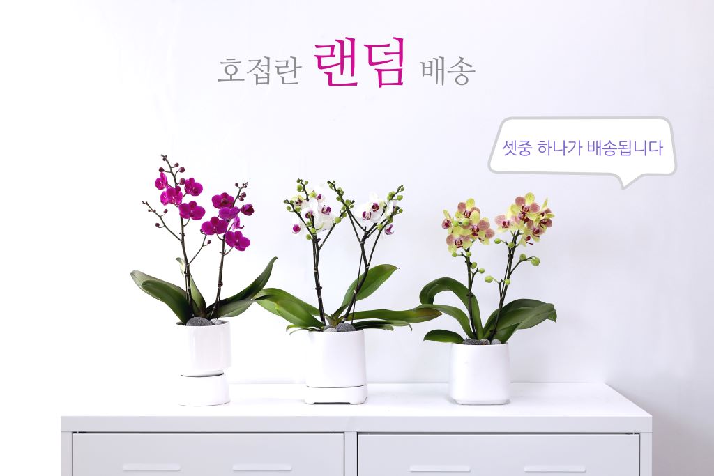 사랑과 감사의 마음을 전하기 위해 "행복이 날아 옵니다"라는 예쁜 꽃말을 가진
호접란을 준비했습니다.