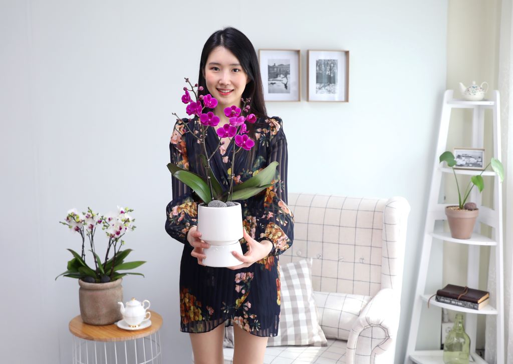 만년 천년 꽃이 간다는 의미에서 만천홍이라 이름 붙여진 미니 호접란 입니다. 만년, 천년은 물론 과장된 표현입니다 ^^ 하지만, 서양란 중에서 꽃이 가장 오래 가는 품종인 것은 사실입니다. 햇볕이 잘드는 곳에 두시고, 열흘에 한 번 정도 물을 주시면서 잘 관리해 주시면 두달 정도는 꽃을 보실 수 있습니다