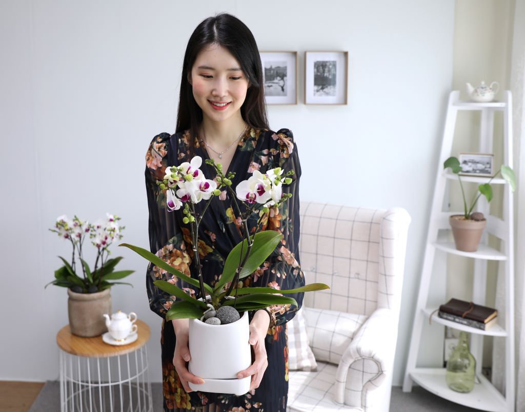 순수한 이미지의 화이트 바탕에 진홍빛으로 물든 화이트 호접란입니다.
줄기 끝까지 피어있는 꽃망울이 시간이 지남에 따라 끝까지 피는 모습을
감상하는 즐거움을 누리실 수 있습니다.