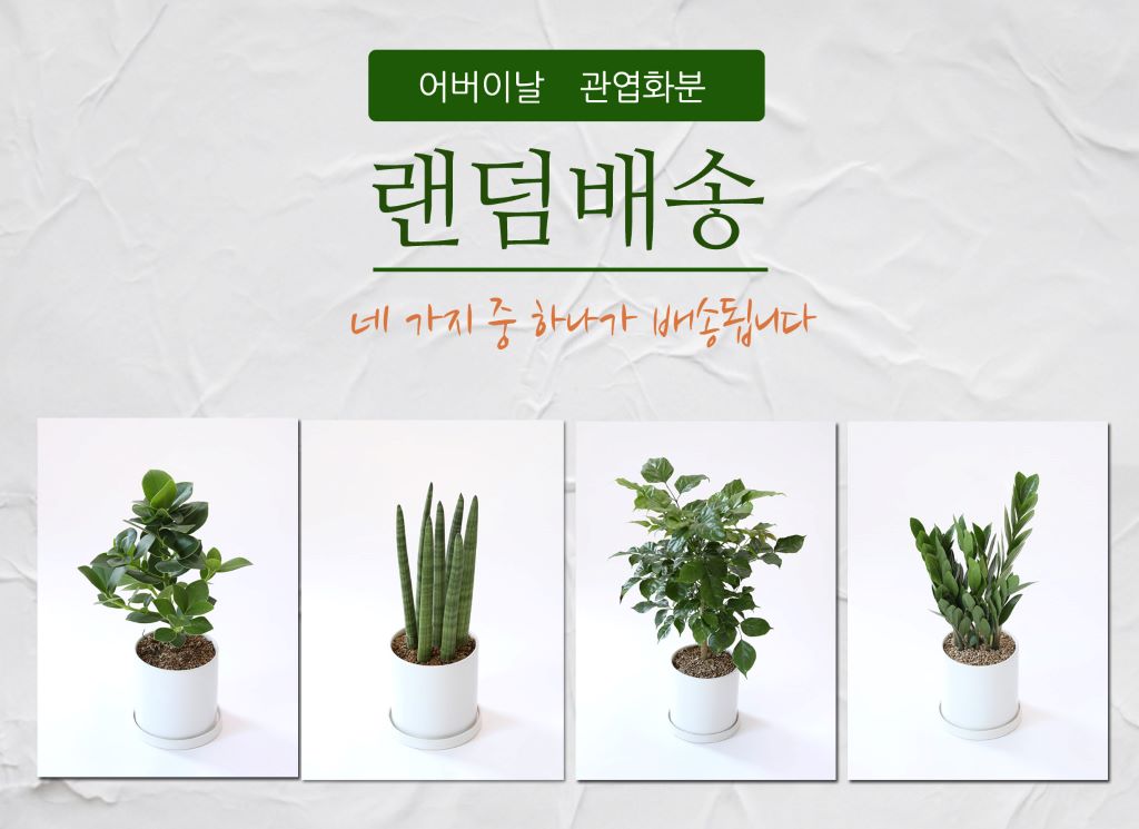 관엽식물 중에서 가장 사랑받는 네 가지 화분 상품을 준비했습니다.
'변함없는 사랑'이라는 꽃말을 가진 크루시아, 공기정화식물로 사랑받는 스튜키, '재물, 행복, 행운'의 꽃말을 가지고 있는 녹보수, '재물, 부귀, 번영'의 꽃말을 가진 금전수
어떤 것을 선물할까 너무 고민하지 마시고 랜덤 배송 상품을 주문해보세요^^