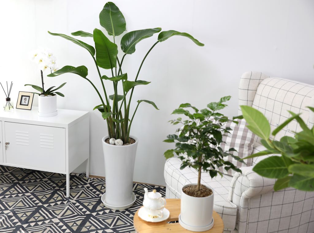 플랜테리어란 '식물(Plant)'과 '인테리어(interior)'의 합성어로 식물 또는 화분을 적절히 배치해 식물을 꾸미는 인테리어를 말합니다.
플랜테리어의 장점으로는 공기정화 및 습도 조절이 있으며, 심신 안정 및 집중력 향상에 좋으며, 가성비 좋은 인테리어 효과로 실패 없는 인테리어의 한 가지 방법입니다.
