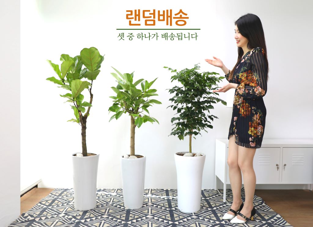공기 정화 기능이 뛰어나고,
중후한 매력이 있는 관엽식물은
확실한 존재감으로 플랜테리어를 완성합니다.
개업 선물로 사랑 받고 있는 대표적인 관엽식물 3가지
떡갈나무, 뱅갈고무나무, 녹보수를 소개합니다.