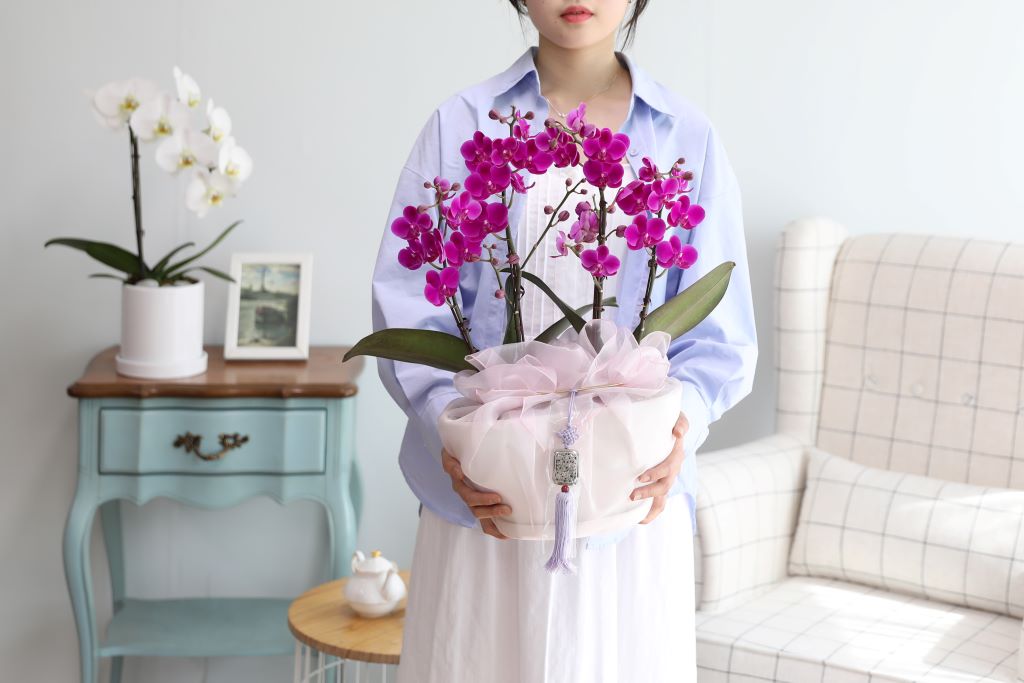 어떤 물감을 써야 이렇게 예쁘고 화사한 색깔이 나올까요?
꽃을 보다 보면, 그 예쁜 컬러와 싱그러운 느낌에 감탄이 나옵니다.
선명한 자홍색 컬러의 꽃이 만년 천년 간다고 이름 지어진 '만천홍'입니다.
만년 천년은 과장된 표현이지만, 그만큼 꽃이 오래 동안 피어납니다.