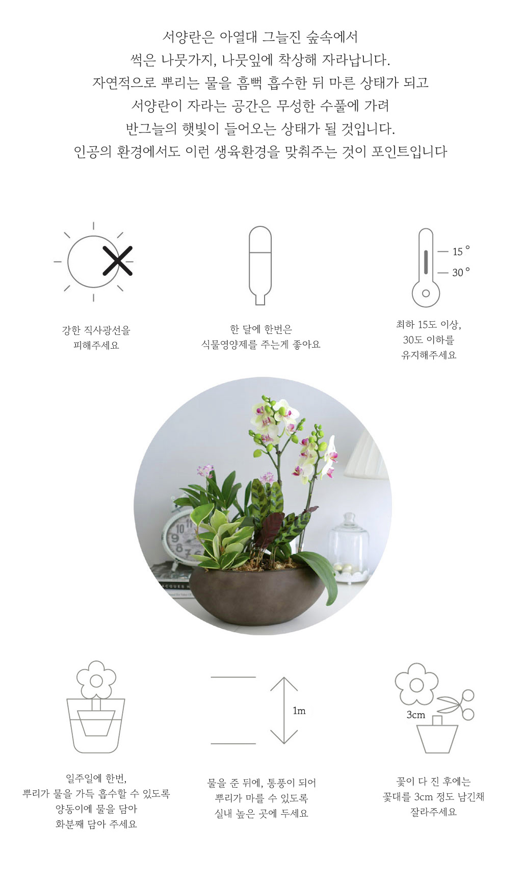 스승의날 선물 정성가득호접란 선물 - 화이트호접 아마릴리스 (서울전지역,수도권일부만가능)