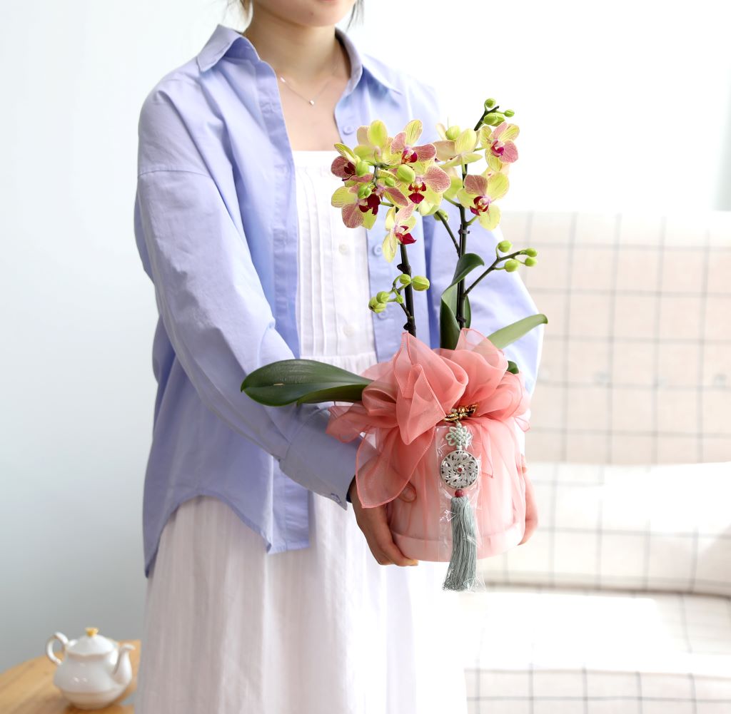 정성 가득한 선물을 보내야 하는데, 보자기 포장한 호접란 화분은 어떠세요?
코랄핑크 톤의 오간자 보자기와 옥색의 전통 노리개가 너무나도 곱네요.
호접란은 관리하기도 쉽고, 무엇보다 탐스러운 꽃이 오래도록 피어있어
사랑받는 아이템입니다.