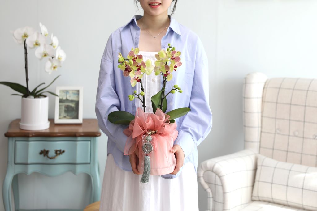스승의날 선물 정성가득호접란 선물 - 주황호접 오렌지 (서울전지역,수도권일부만가능)