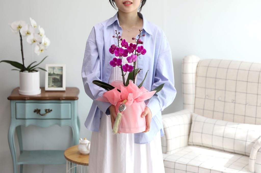 스승의날 선물 정성가득호접란 선물 - 핑크호접 만천홍(서울전지역,수도권일부만가능)