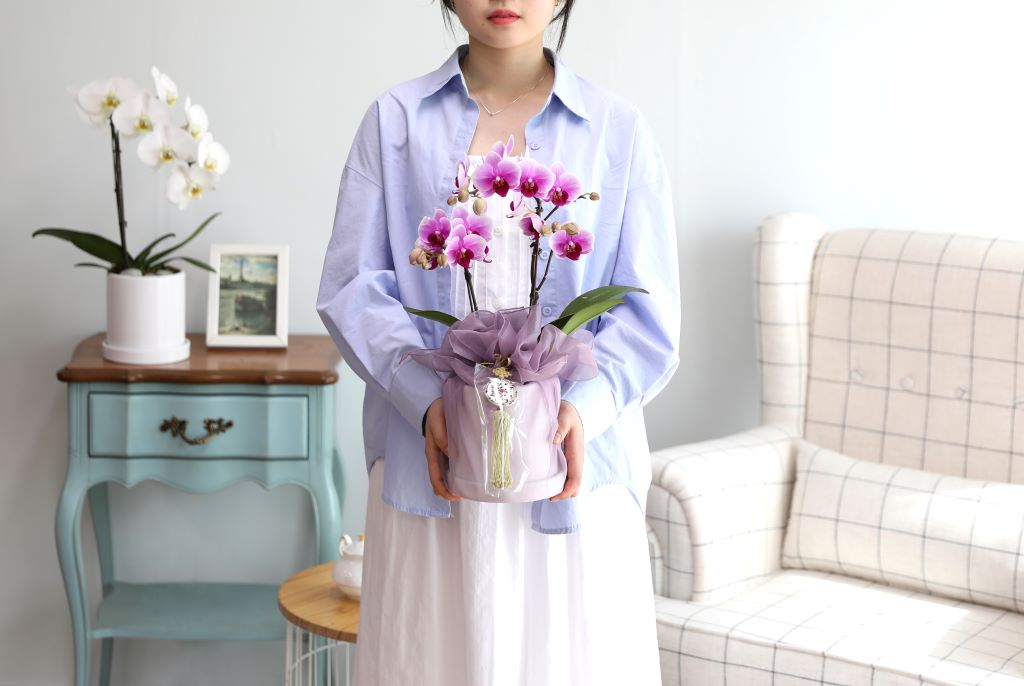 스승의날 선물 정성가득호접란 선물 - 핑크호접 르네상스(서울전지역,수도권일부만가능)