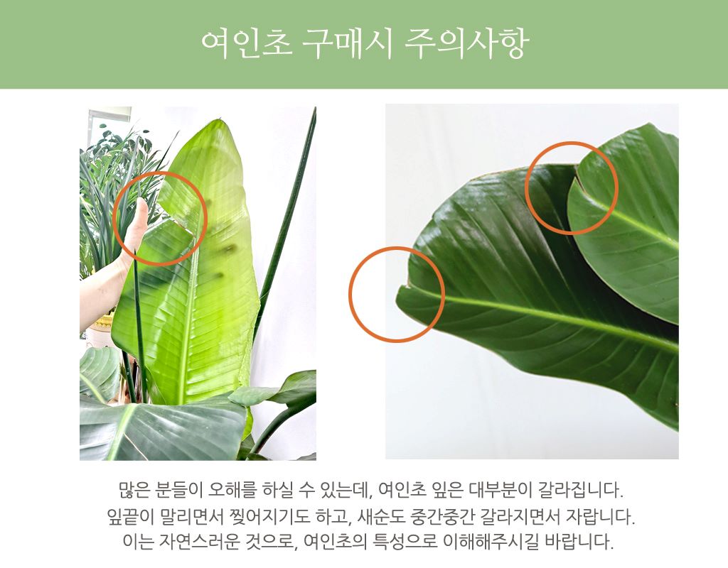 Office & Nature - 공간을 아름답게 여인초 (화기가 변경될 수 있습니다.)