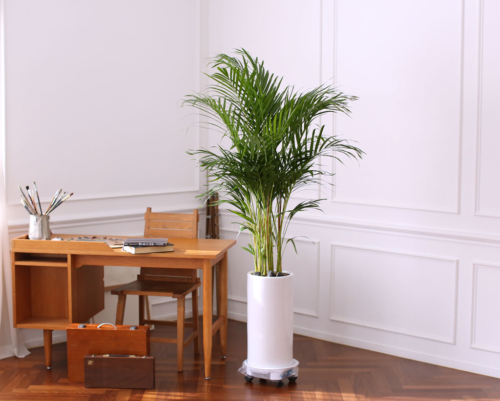 Office & Nature 아레카야자 (특대)