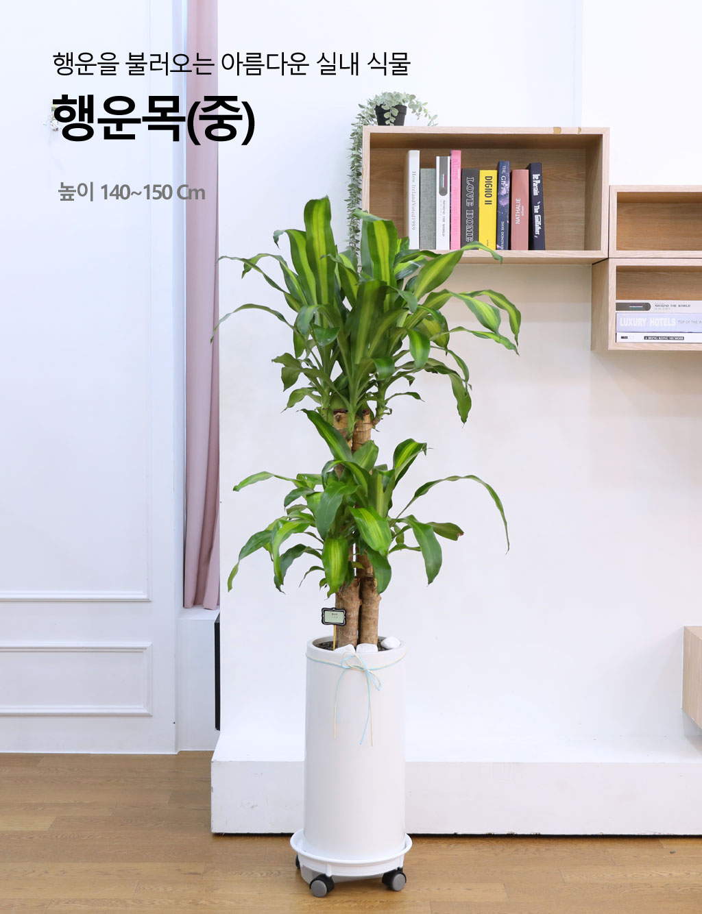 행운을 불러오는 아름다운 실내식물 - 행운목(중)