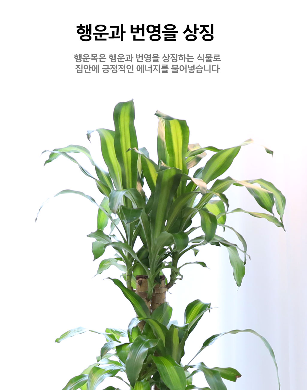 행운을 불러오는 아름다운 실내식물 - 행운목(중)