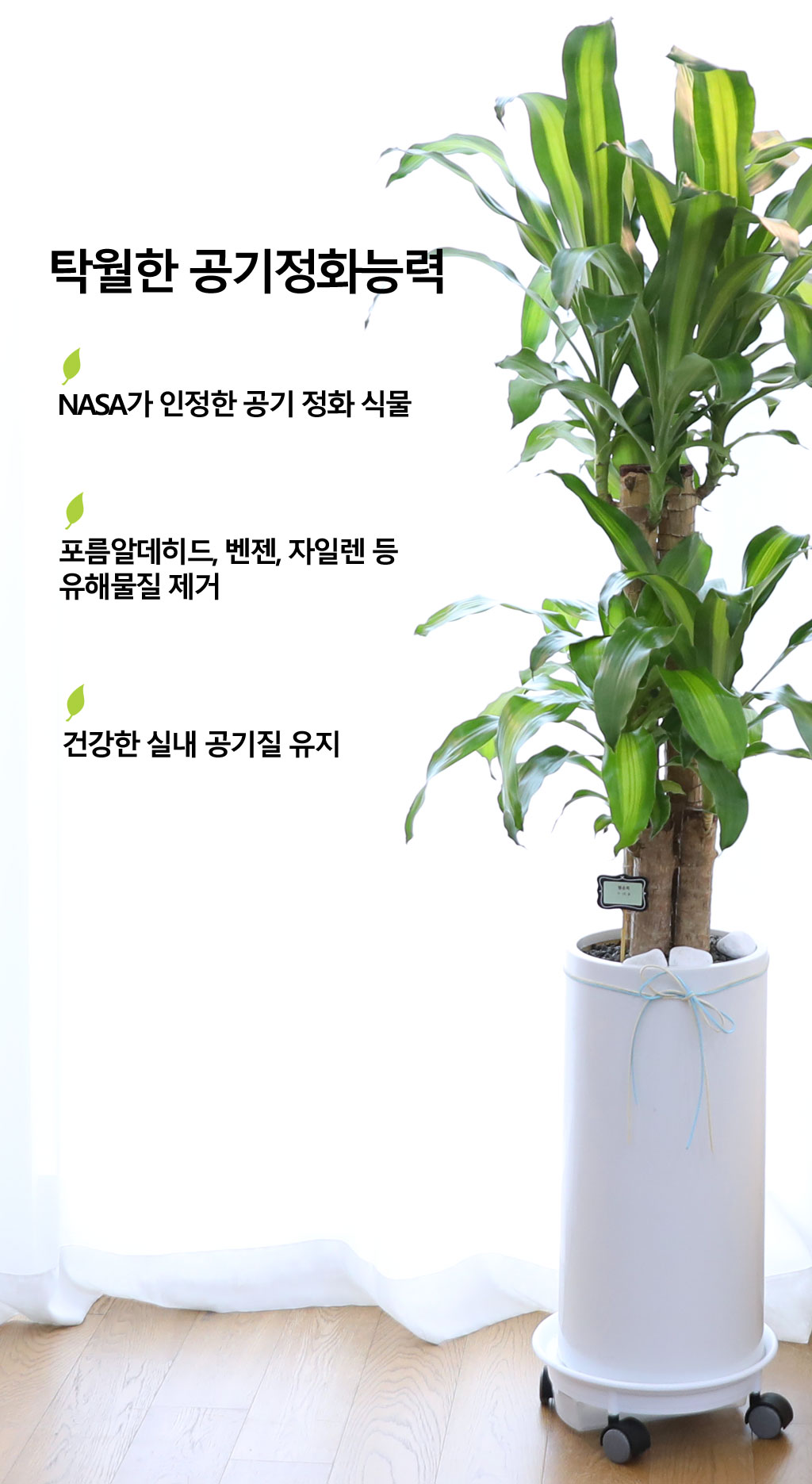 행운을 불러오는 아름다운 실내식물 - 행운목(중)