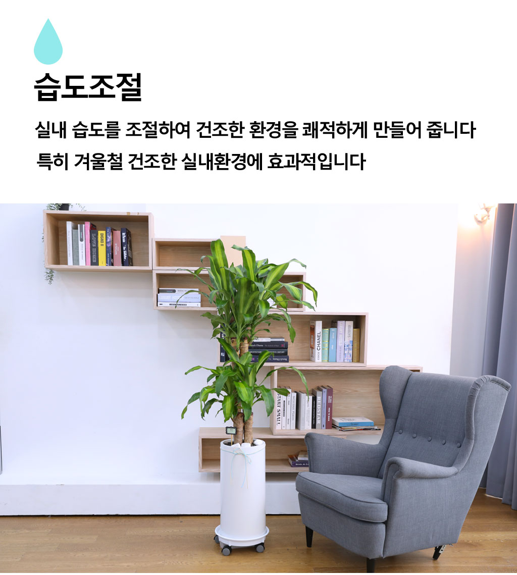 행운을 불러오는 아름다운 실내식물 - 행운목(중)