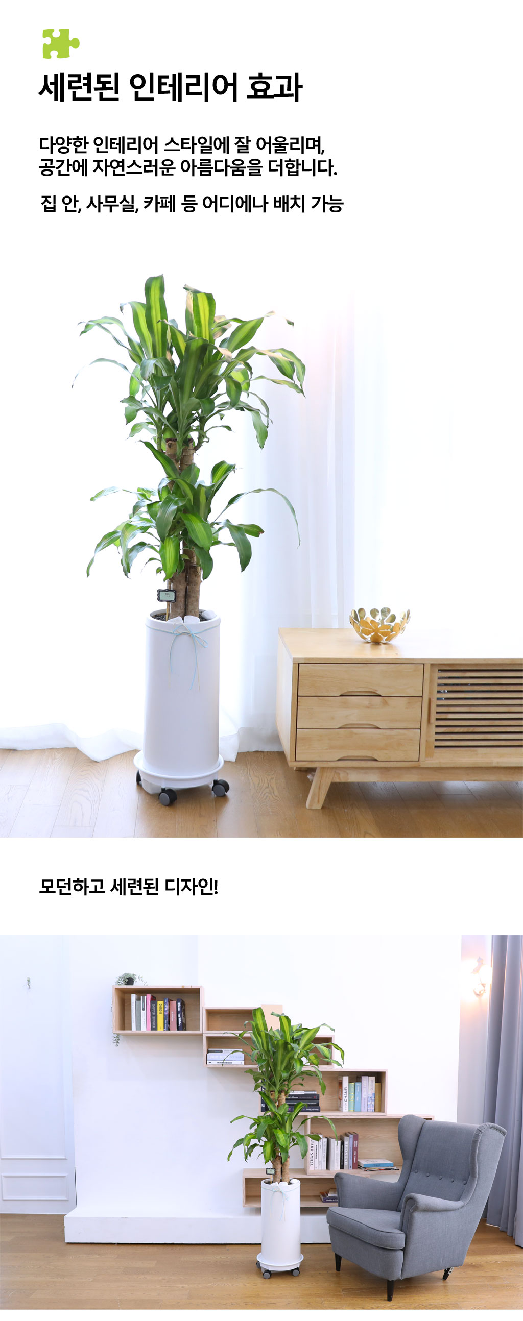행운을 불러오는 아름다운 실내식물 - 행운목(중)