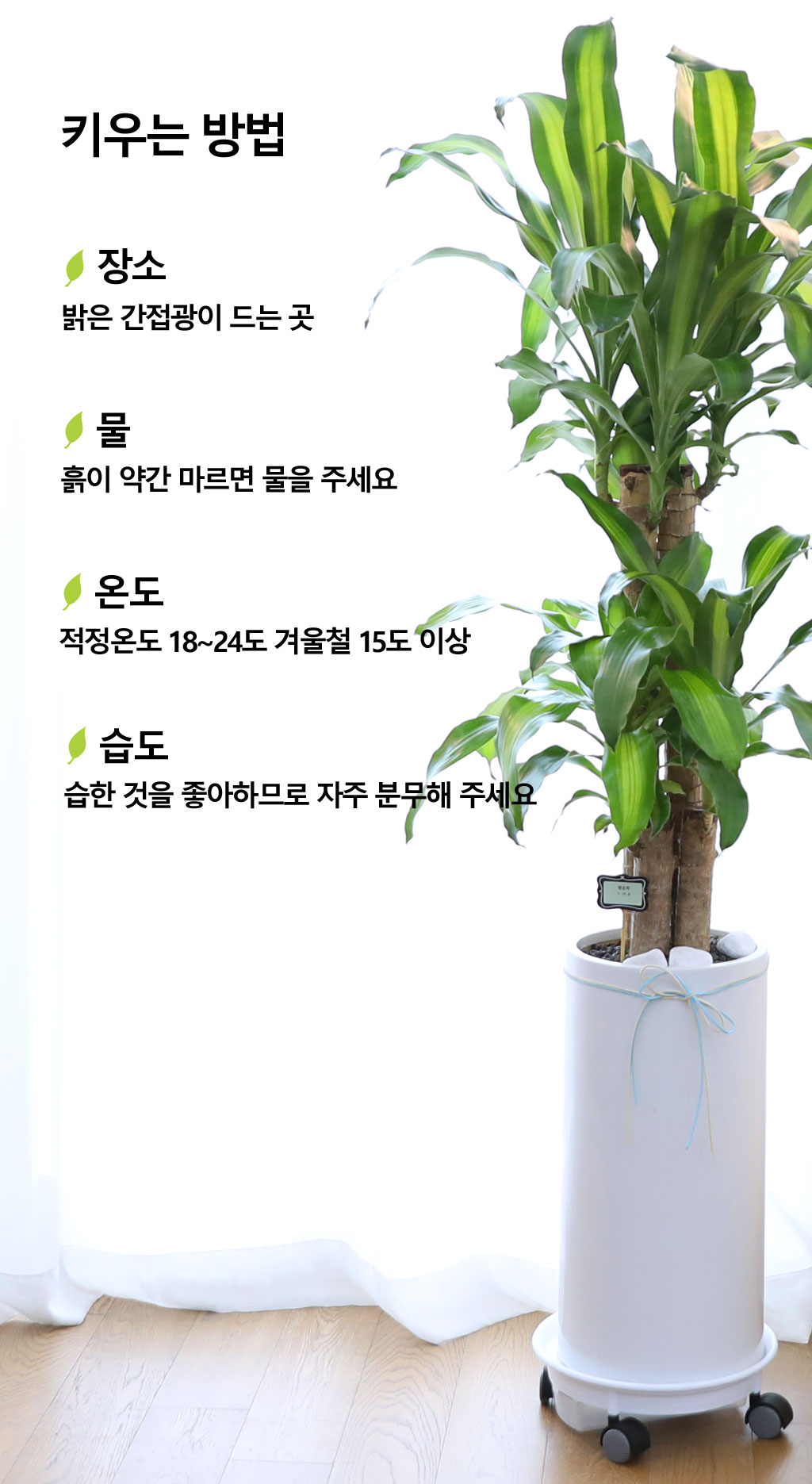 행운을 불러오는 아름다운 실내식물 - 행운목(중)