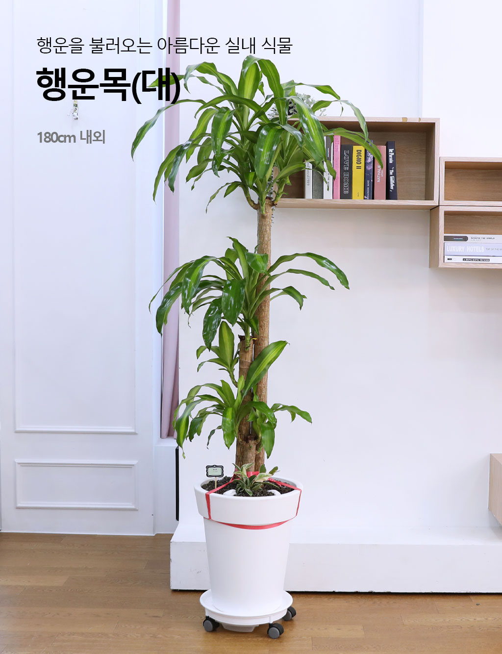 행운을 불러오는 아름다운 실내식물 - 행운목(대)