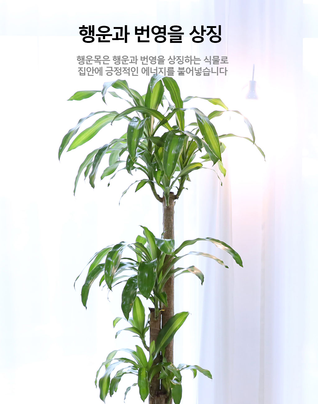 행운을 불러오는 아름다운 실내식물 - 행운목(대)