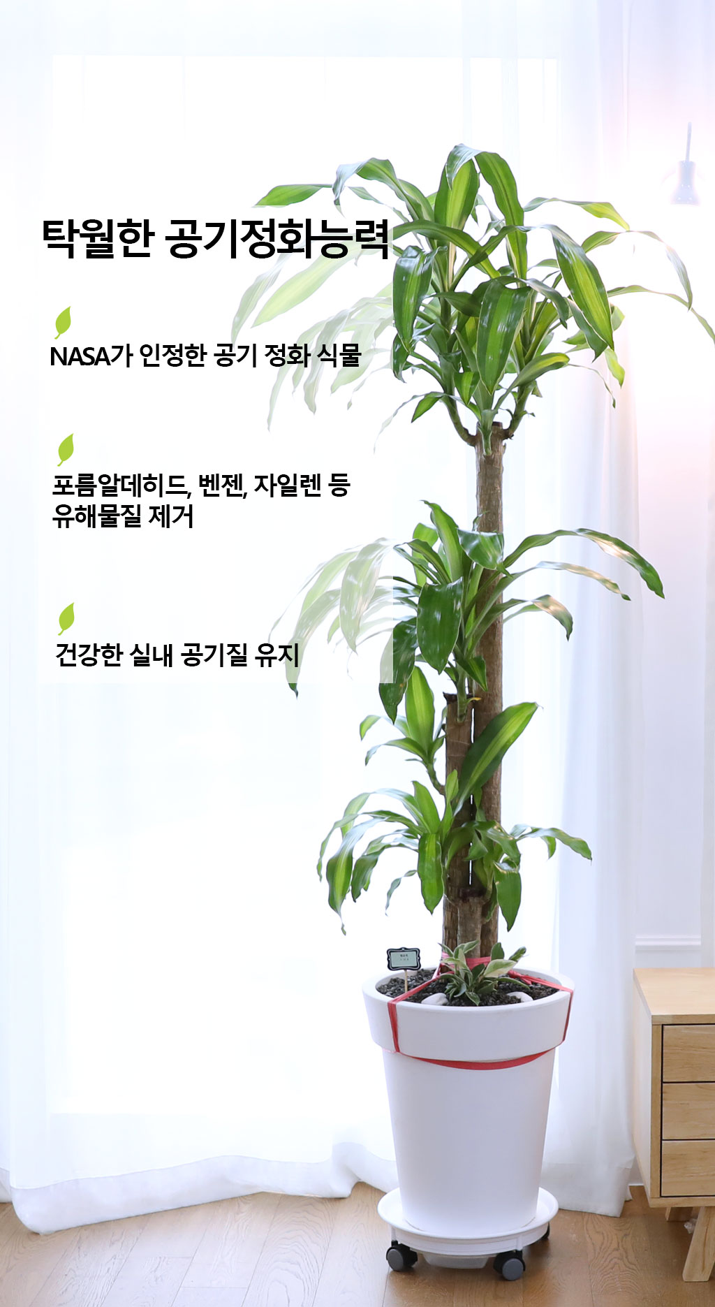 행운을 불러오는 아름다운 실내식물 - 행운목(대)