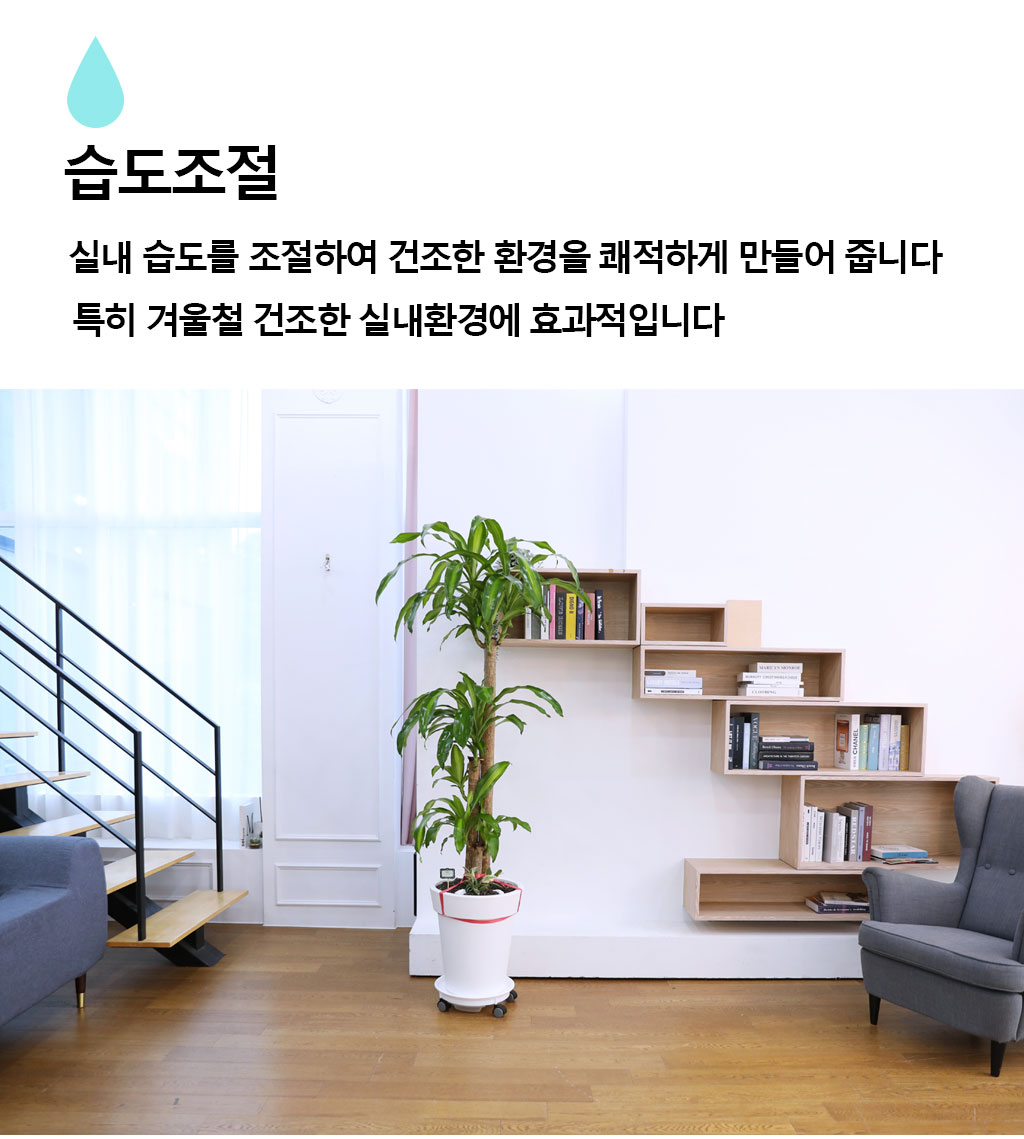 행운을 불러오는 아름다운 실내식물 - 행운목(대)