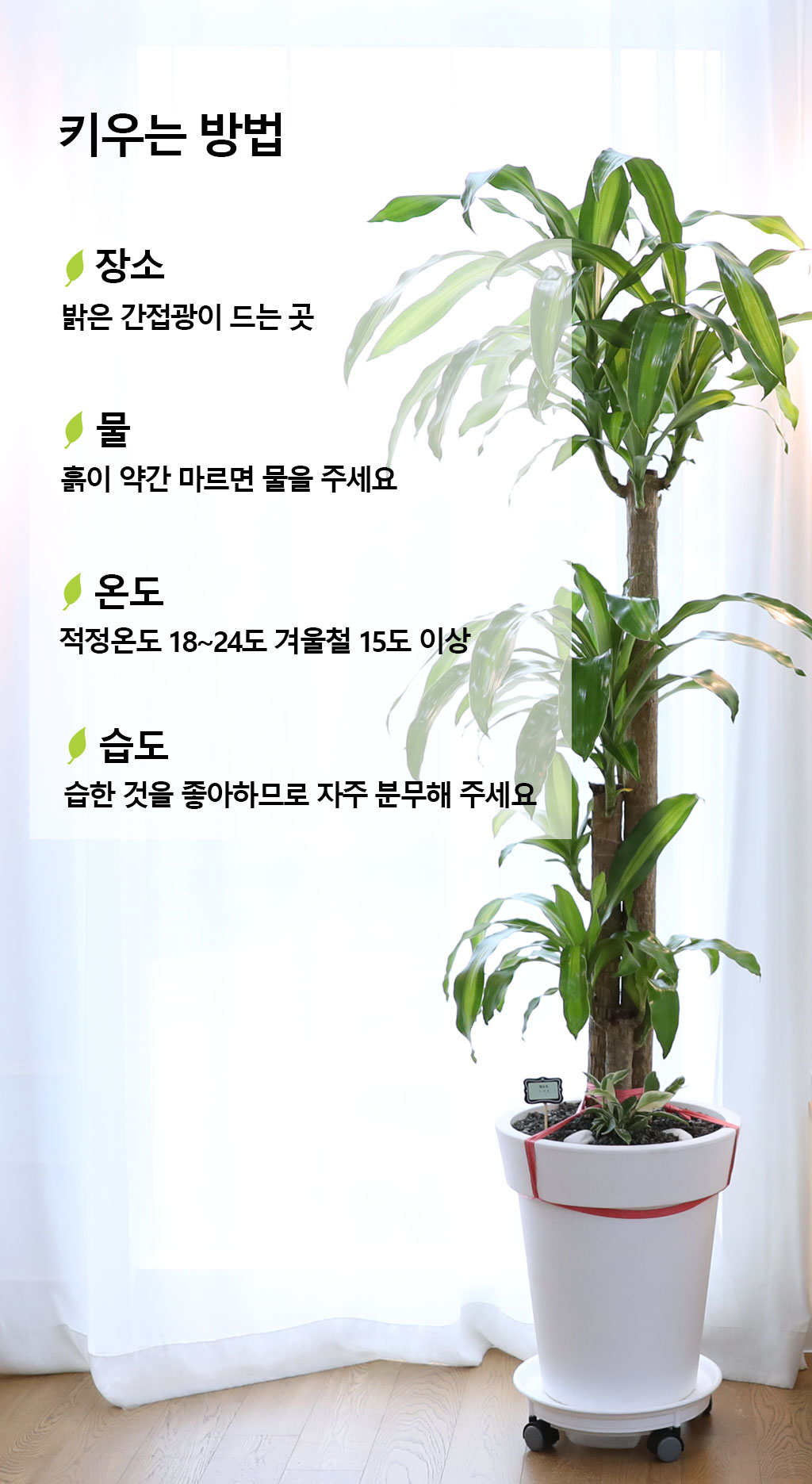 행운을 불러오는 아름다운 실내식물 - 행운목(대)