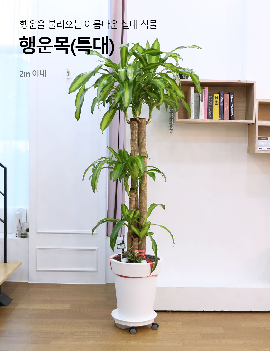행운을 불러오는 아름다운 실내식물 - 행운목(특대)