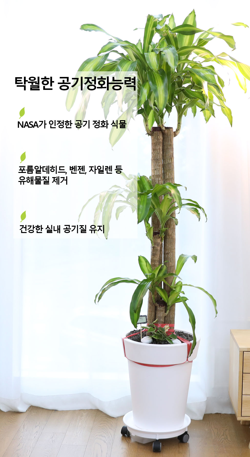 행운을 불러오는 아름다운 실내식물 - 행운목(특대)