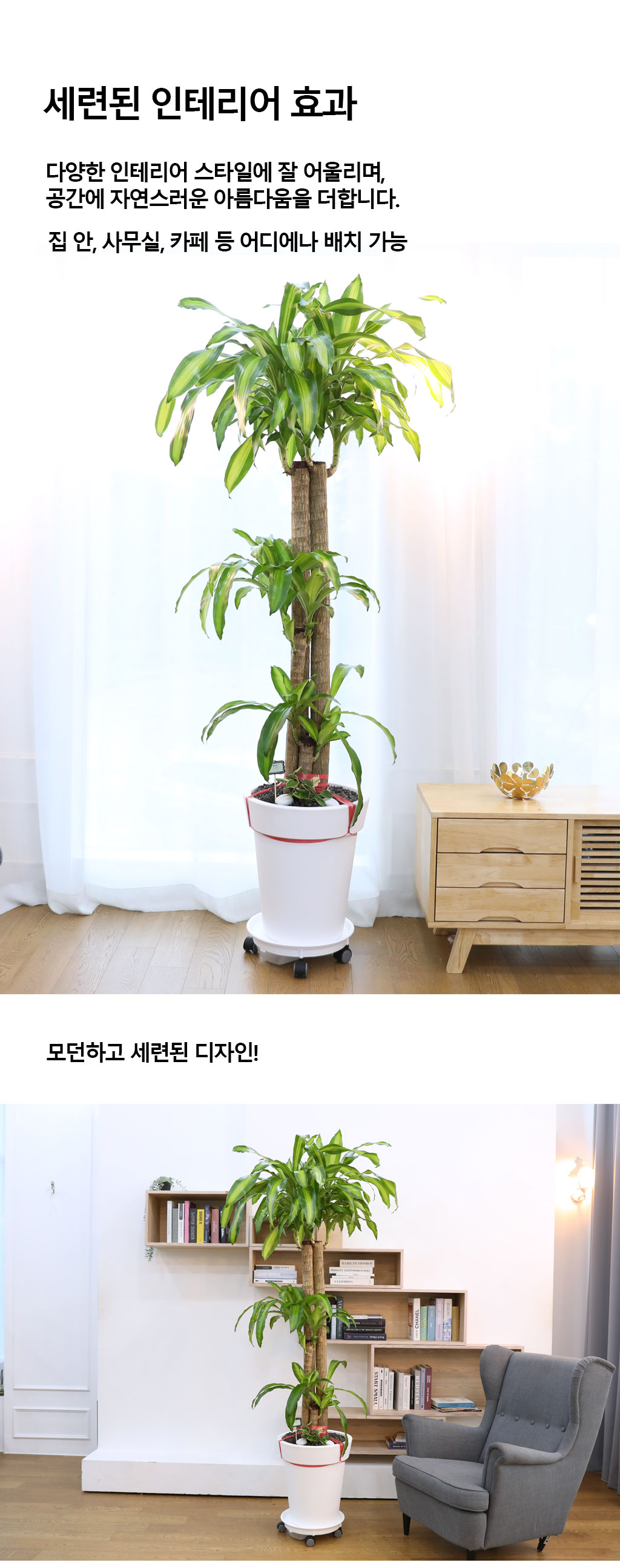행운을 불러오는 아름다운 실내식물 - 행운목(특대)
