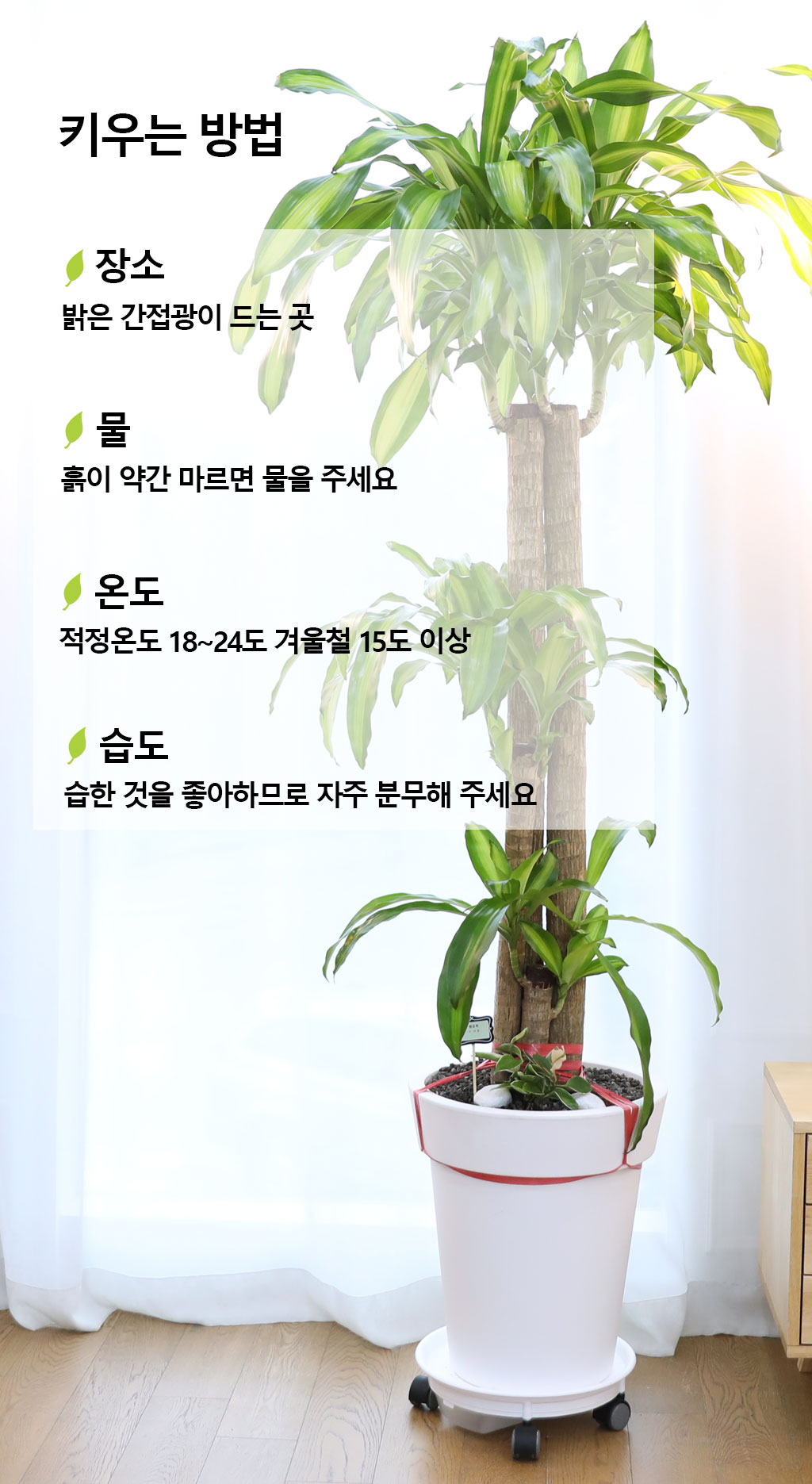 행운을 불러오는 아름다운 실내식물 - 행운목(특대)