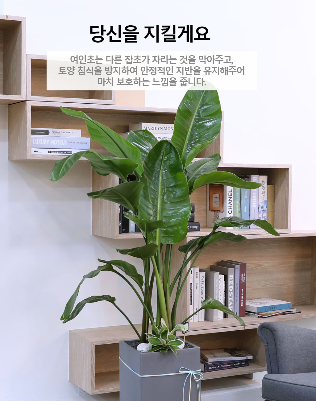 당신을 지켜주는 자연의 소재 - 여인초(중)
