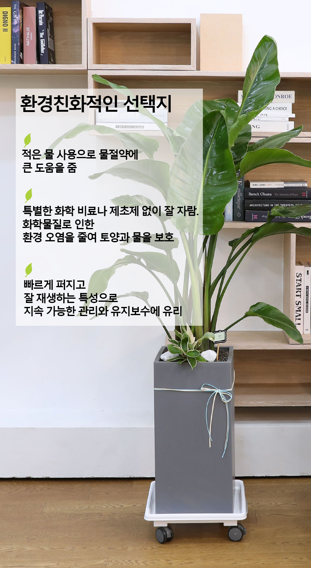 당신을 지켜주는 자연의 소재 - 여인초(중)