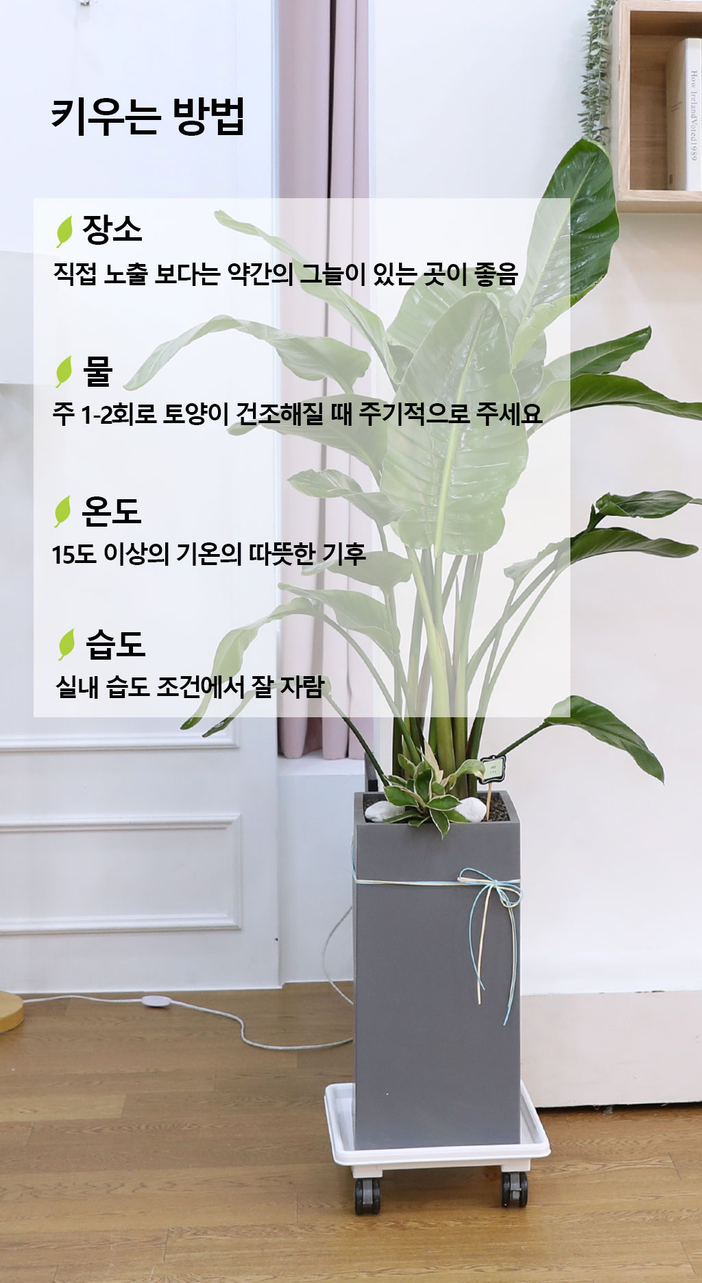 당신을 지켜주는 자연의 소재 - 여인초(중)