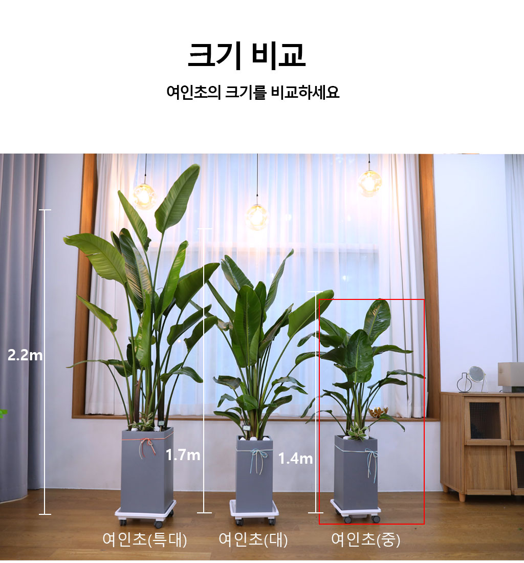 당신을 지켜주는 자연의 소재 - 여인초(중)
