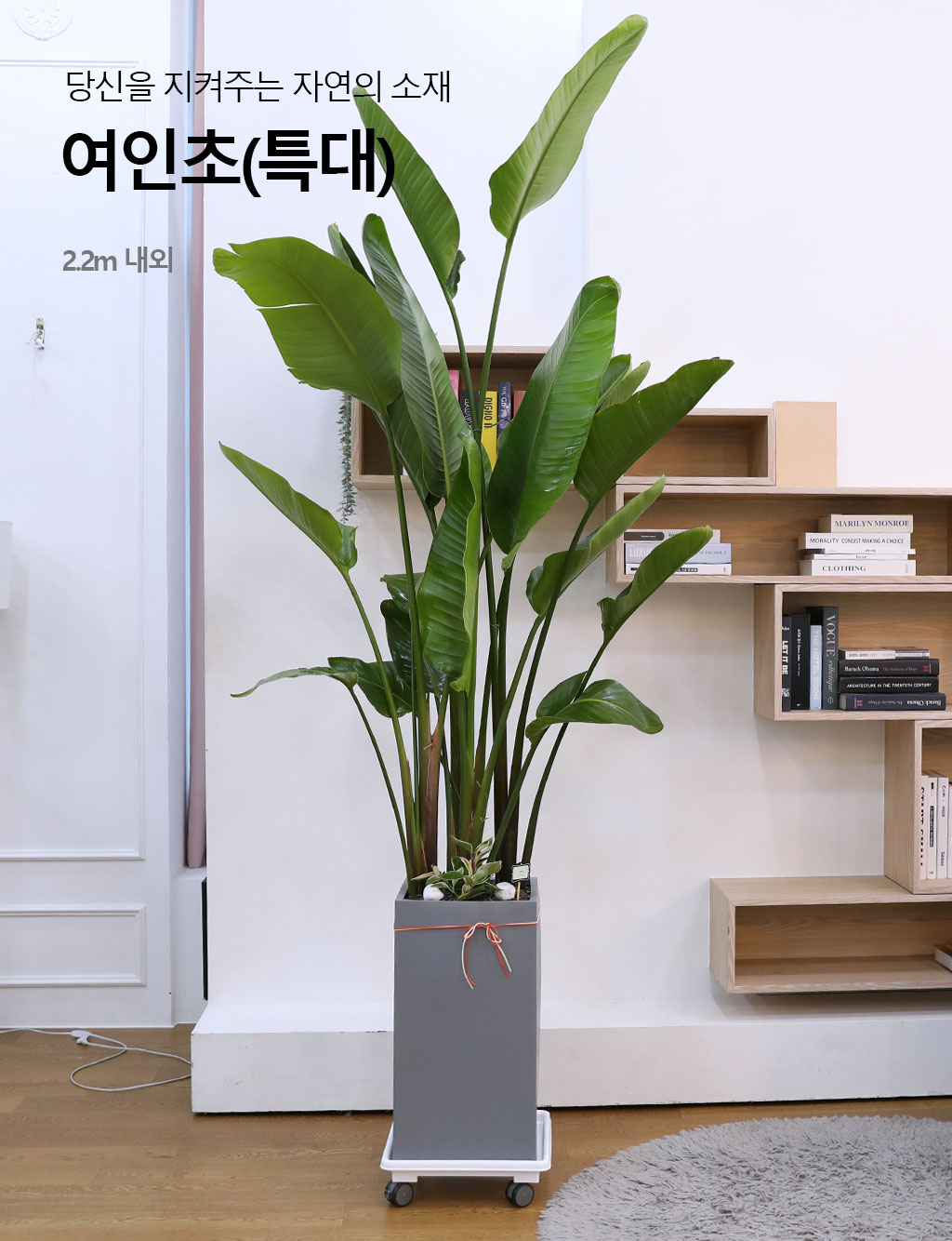 당신을 지켜주는 자연의 소재 - 여인초(특)