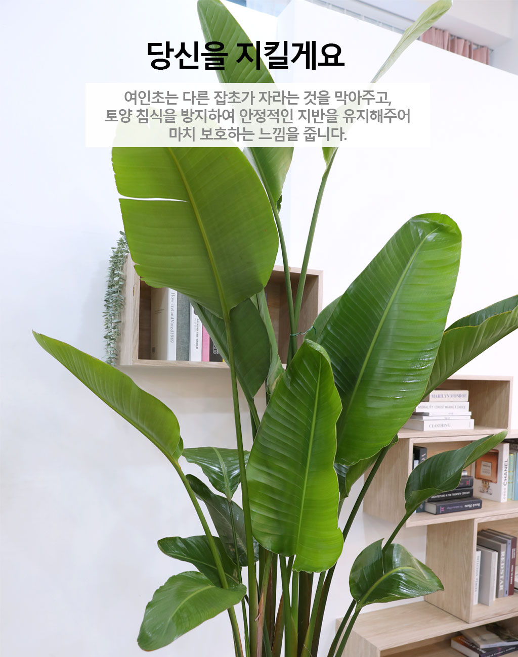 당신을 지켜주는 자연의 소재 - 여인초(특)