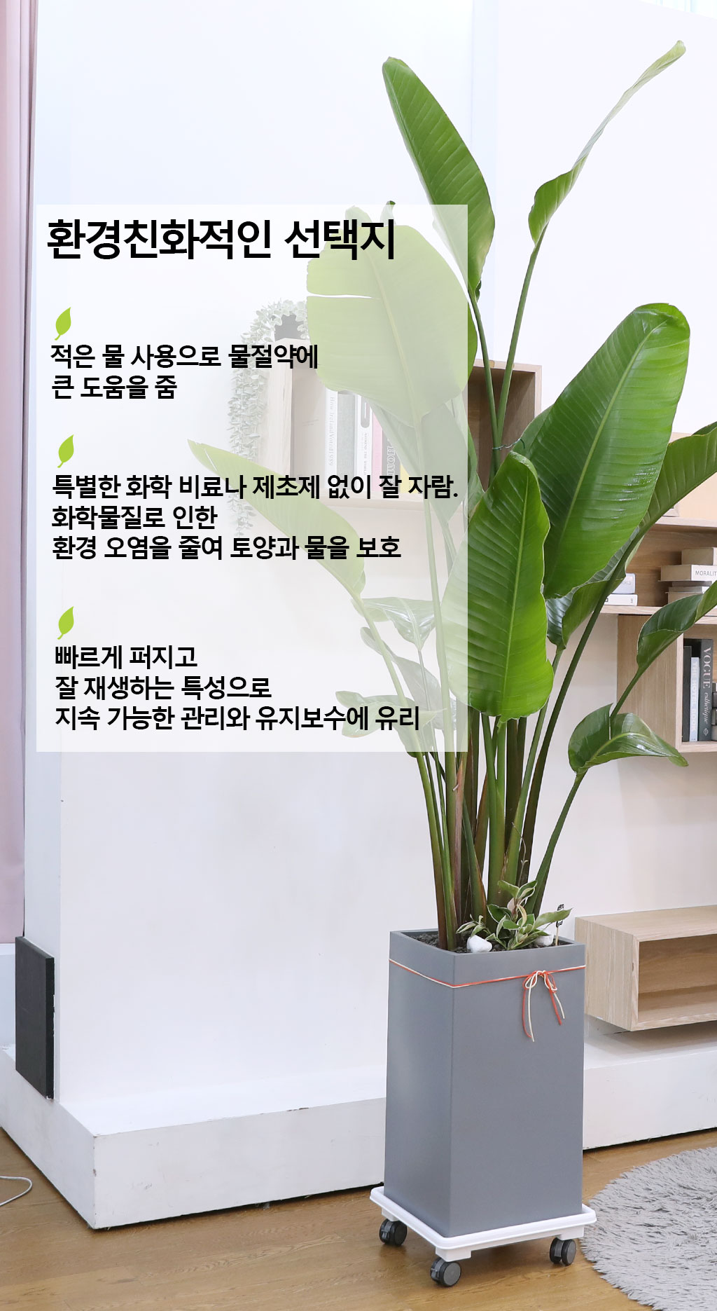 당신을 지켜주는 자연의 소재 - 여인초(특)