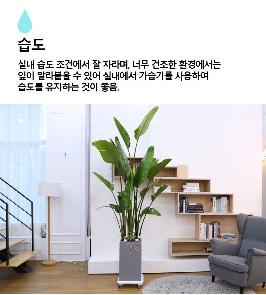 당신을 지켜주는 자연의 소재 - 여인초(특)