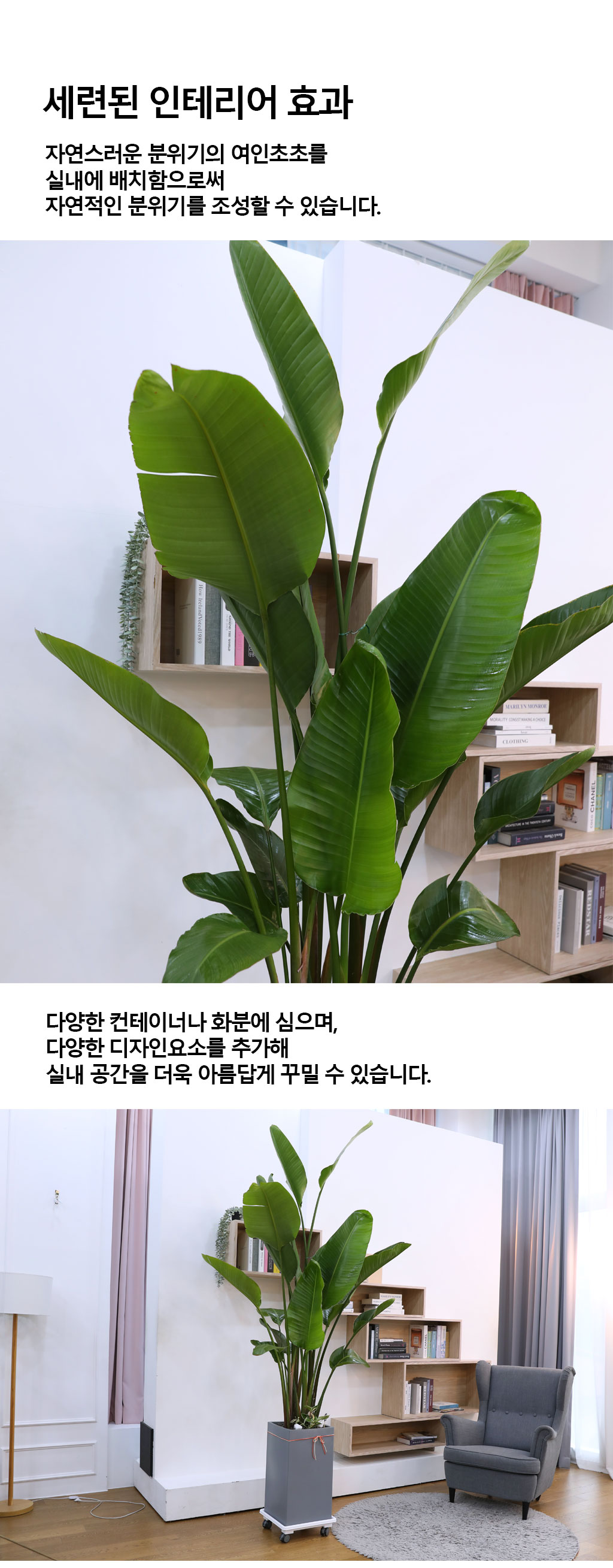 당신을 지켜주는 자연의 소재 - 여인초(특)