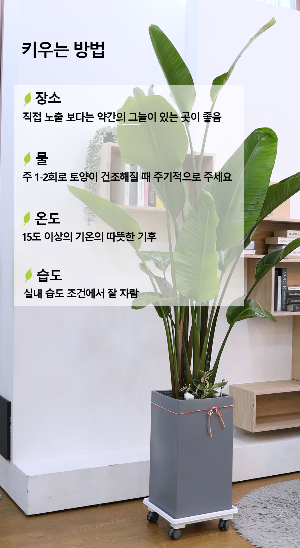 당신을 지켜주는 자연의 소재 - 여인초(특)