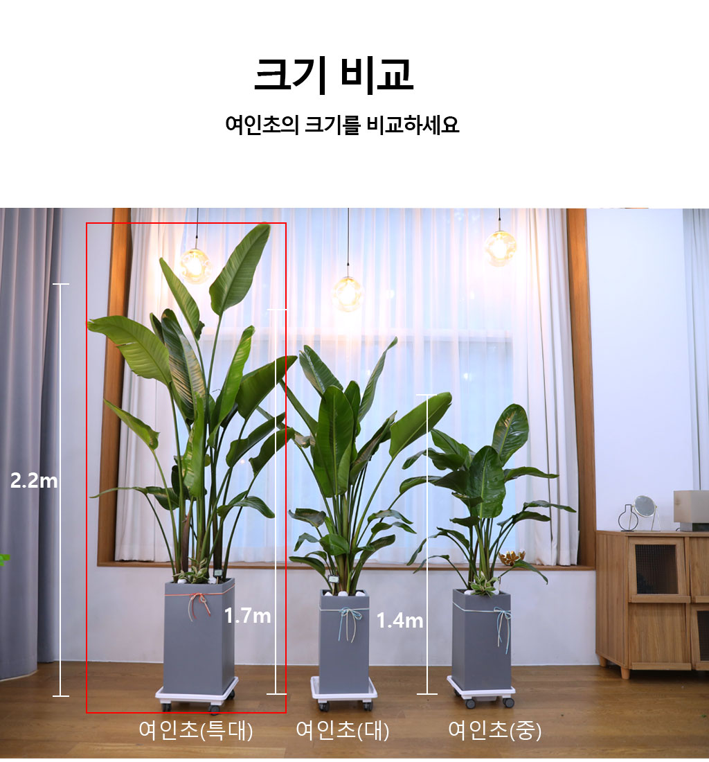 당신을 지켜주는 자연의 소재 - 여인초(특)