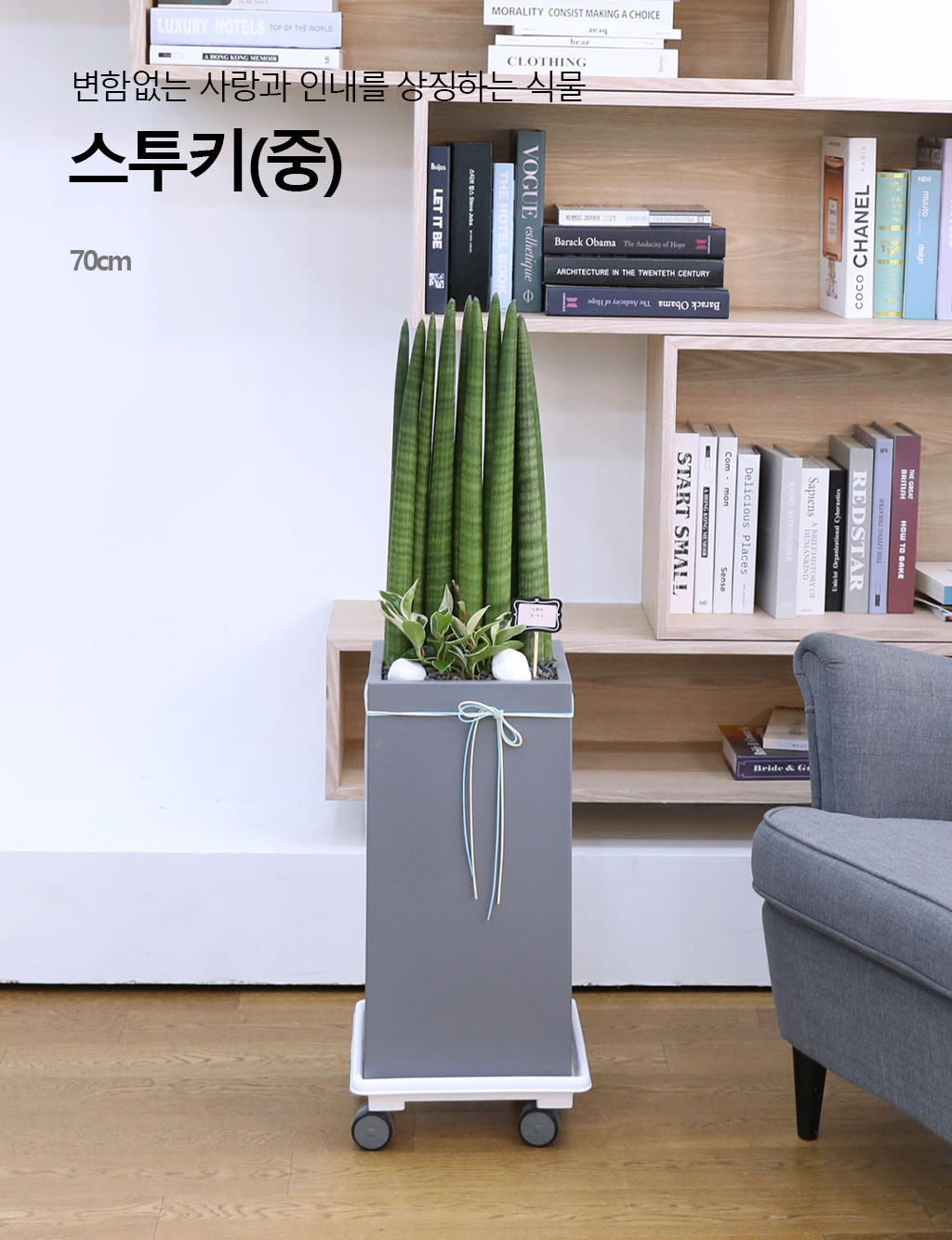 변함없는 사랑과 인내를 상징하는 식물 - 스투키(중)